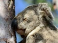 Portrait of a wild koala in Queensland, Australia