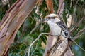 Portrait of a Wild Laughing Kookaburra, Hanging Rock, Victoria, Australia, March 2019 Royalty Free Stock Photo