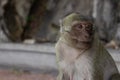 Portrait of a wild macaque closeup in a national park