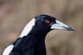 Portrait of wild magpie bird. Close up