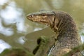 Malayan Water Monitor Lizard, Varanus salvator, in Sungei Buloh Wetland Reserve