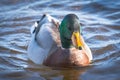 Portrait of Wild male duck close up Royalty Free Stock Photo