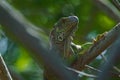 Portrait of Wild Male Green Iguana Climbing Mangroves in Oaxaca Royalty Free Stock Photo