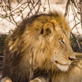 Portrait of a wild male lion having a nap in savannah, in Kruger park