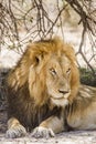 Portrait of a wild male lion having a nap in savannah, in Kruger park Royalty Free Stock Photo