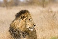 Portrait of wild male lion lying down in the bush, Kruger, South Africa Royalty Free Stock Photo