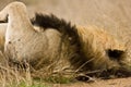 Portrait of wild male lion lying down in the bush, Kruger, South Africa Royalty Free Stock Photo