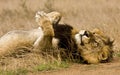 Portrait of wild male lion lying down in the bush, Kruger, South Africa Royalty Free Stock Photo