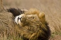 Portrait of wild male lion lying down in the bush, Kruger, South Africa Royalty Free Stock Photo