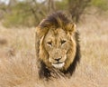 Portrait of wild male lion walking in the bush, Kruger, South Africa Royalty Free Stock Photo