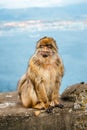 Portrait of a wild male macaque