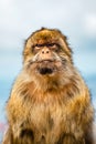 Portrait of a wild male macaque