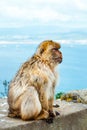 Portrait of a wild male macaque