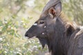 Portrait of a Wild Male Nyala (Tragelaphus angasii) Antelope Royalty Free Stock Photo