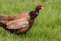 Portrait of wild male pheasants