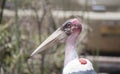 Portrait of a Wild Maribou Stork Leptoptilos crumenifer