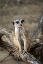 Wild meerkat sitting on tree branch Royalty Free Stock Photo