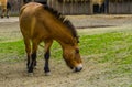 Portrait of a wild mongolian horse grazing in the pasture, Endangered animal specie from the steppes of Asia