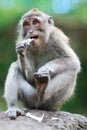 Portrait of wild monkey Royalty Free Stock Photo