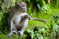 Portrait of wild monkey Royalty Free Stock Photo