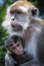 Portrait of Wild Monkey in wild life in West Sumatra, Indonesia Royalty Free Stock Photo