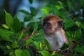 Portrait of Wild Monkey in wild life in West Sumatra, Indonesia Royalty Free Stock Photo