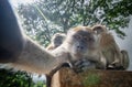 Portrait of Wild Monkey in wild life in West Sumatra, Indonesia Royalty Free Stock Photo