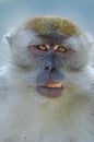 Portrait of Wild Monkey in wild life in West Sumatra, Indonesia Royalty Free Stock Photo