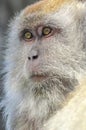 Portrait of Wild Monkey in wild life in West Sumatra, Indonesia Royalty Free Stock Photo