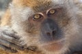 Portrait of Wild Monkey in wild life in West Sumatra, Indonesia Royalty Free Stock Photo