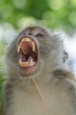 Portrait of Wild Monkey in wild life in West Sumatra, Indonesia Royalty Free Stock Photo