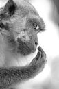 Portrait of Wild Monkey in wild life in West Sumatra, Indonesia Royalty Free Stock Photo