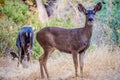 A Mule Deer in Paicines-San Benito, California Royalty Free Stock Photo