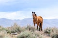 Portrait of a Wild Mustang horse in the desert near Reno Nevada.