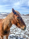 Portrait of a Wild Mustang Horse in the snow. Royalty Free Stock Photo