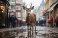 Nature wild forest snow wildlife winter mammal stag buck male animal deer Royalty Free Stock Photo