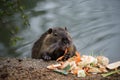 Wild nutria eating carrots in border water Royalty Free Stock Photo