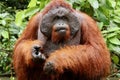 Portrait of wild Orang Utan in the jungle of Bormeo