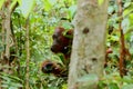 Portrait of wild Orang Utan in the jungle of Bormeo