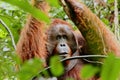 Portrait of wild Orang Utan in the jungle of Bormeo