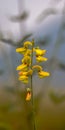 orok orok wild plant which has beautiful bright yellow flowers and beautiful and soft texture