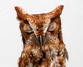 Portrait of wild owl