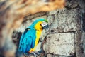 Portrait of wild parrot, macaw parrot in amazonian rainforest