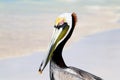 Portrait of a wild pelican in the national park of Mexico.