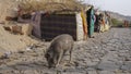 A portrait of a wild pig looking for food against the backdrop of a homeless dwelling.