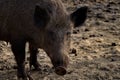 Portrait of wild pigs Royalty Free Stock Photo