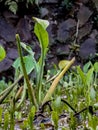 a portrait of a wild plant that is safe to consume green hyacinth and lives naturally Royalty Free Stock Photo