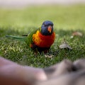 Portrait of a Wild Rainbow Lorikeet Parrot in Australia Royalty Free Stock Photo