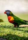 Portrait of a Wild Rainbow Lorikeet Parrot in Australia Royalty Free Stock Photo