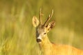 Portrait of wild roe deer buck Royalty Free Stock Photo
